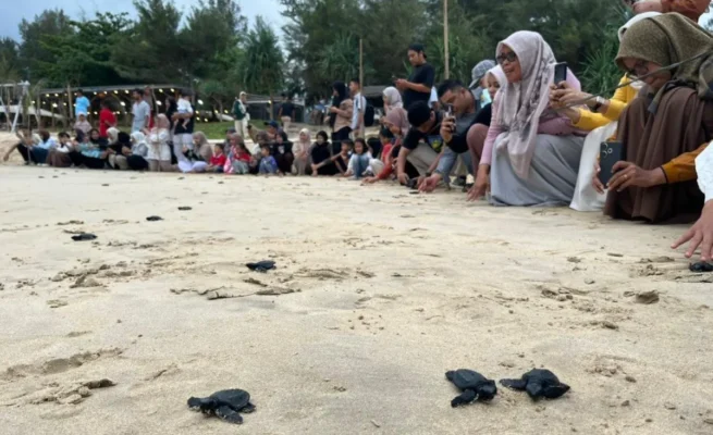 Konservasi Penyu Lampuuk