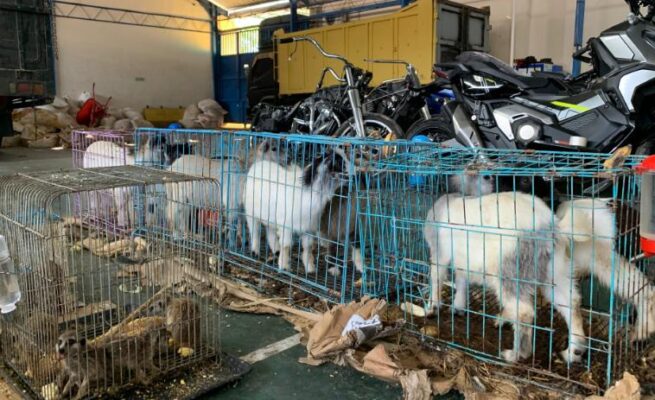 Bea Cukai Langsa Gagalkan Penyelundupan Barang Impor Ilegal dari Thailand
