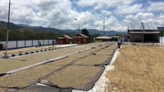 imbas kebijakan as Kopi gayo terancam anjlok