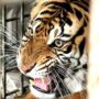 Senja, Harimau Sumatera Kembali ke Alam Liar di Taman Nasional Gunung Leuser