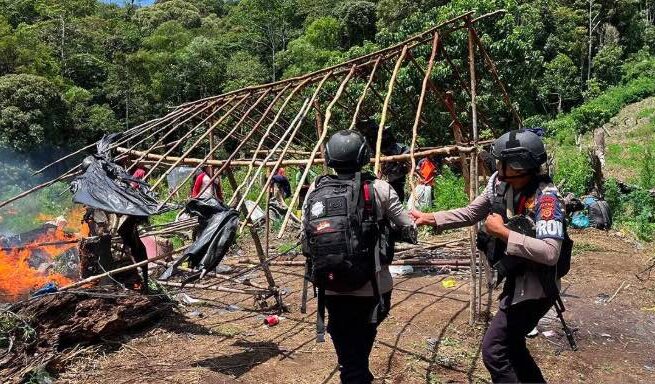 25 Hektare Ladang Ganja di Nagan Raya Dibongkar, 2 Pelaku Masuk DPO