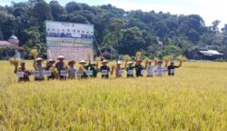 Pemkab Abdya Perkuat Ketahanan Pangan Lewat Panen Raya Gadu 2025