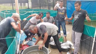 Pemdes Geulumpang Payong Panen Perdana Lele Bioflok, 370 Rumah Warga Terima Manfaat