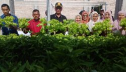 Dana Desa 2025 Berbuah Manis, Rumah Panjang Abdya Panen Hidroponik Perdana