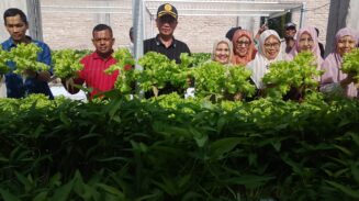 Dana Desa 2025 Berbuah Manis, Rumah Panjang Abdya Panen Hidroponik Perdana