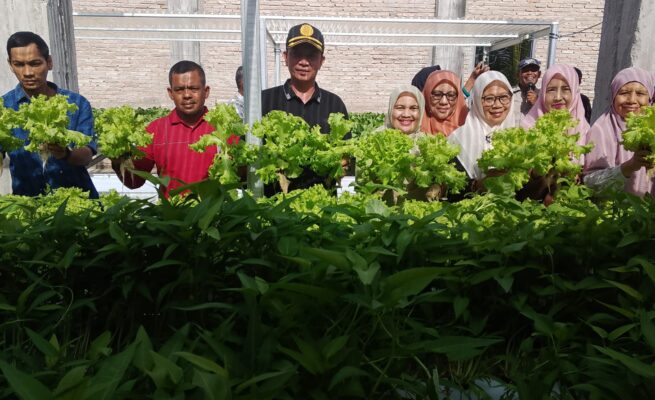 Dana Desa 2025 Berbuah Manis, Rumah Panjang Abdya Panen Hidroponik Perdana
