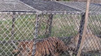 Harimau Sumatra Mangsa 3 Sapi di Aceh Timur, BKSDA Lakukan Patroli Intensif