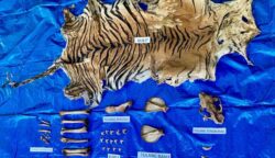 Polda Aceh Tangkap Pelaku Perdagangan Kulit Harimau Sumatera di Nagan Raya