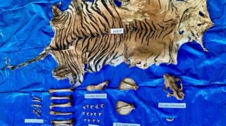 Polda Aceh Tangkap Pelaku Perdagangan Kulit Harimau Sumatera di Nagan Raya