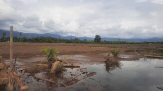 20 Hektare Sawah di Abdya Rusak Diterjang Banjir, Petani Minta Pemerintah Bangun Tanggul