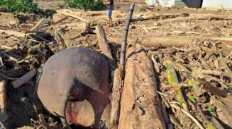 Tragis, Gajah Sumatera Tewas Terjepit Gelondongan Kayu Saat Banjir Bandang di Meureudu