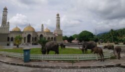 Kerbau Kembali Masuk Pekarangan Masjid Agung Baitul Ghafur Abdya, Warga Soroti Lemahnya Pengawasan