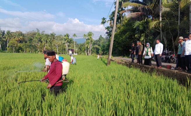 Distanpan Abdya Libatkan Petani Tangani Hama Wereng di Gampong Mesjid